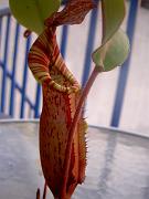 Nepenthes spectabilis x veitchii 3